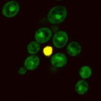 Yeast Live-or-Dye™ Fixable Live/Dead Staining Kit