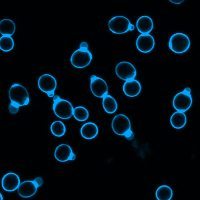 Calcofluor White Stain, 5 mM in Water