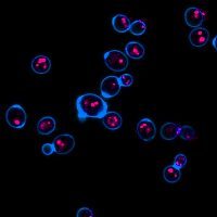 Calcofluor White Stain, 5 mM in Water