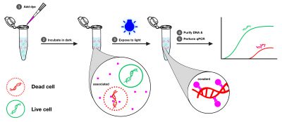 PMA Enhancer for Gram Negative Bacteria, 5X Solution