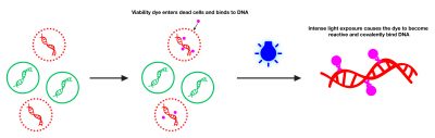 PMA Enhancer for Gram Negative Bacteria, 5X Solution