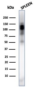 CD11b Monoclonal Mouse Antibody (ITGAM/3338)