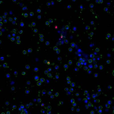 Apoptotic, Necrotic, and Healthy Cells Quantification Kit