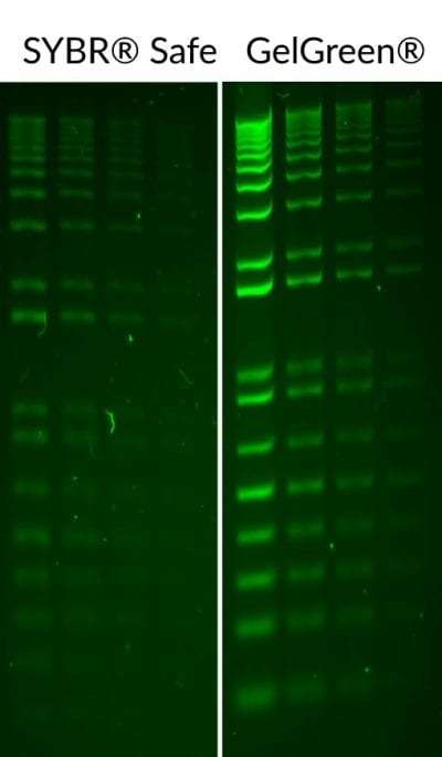 GelGreen® Nucleic Acid Gel Stain