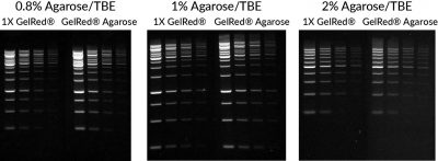 GelRed® Agarose LE