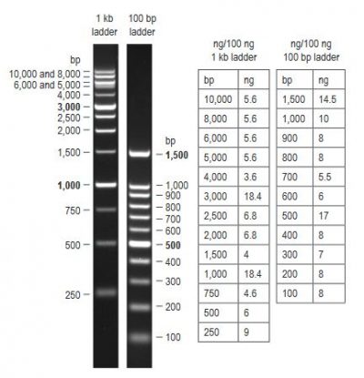 Ready-to-Use 1 kb DNA Ladder