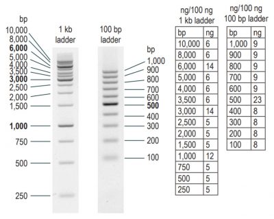 100 bp DNA Ladder in TE Buffer