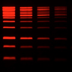 GelRed® Prestain Plus 6X DNA Loading Dye