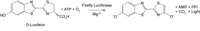 Firefly Luciferase Assay Kit (Lyophilized)