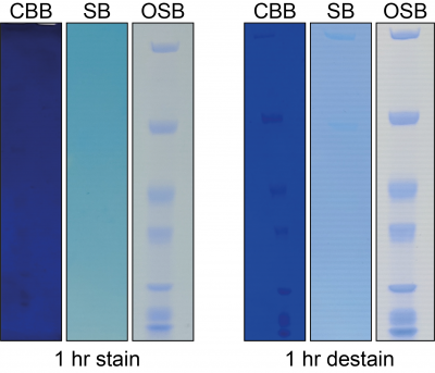 One-Step Blue® Protein Gel Stain