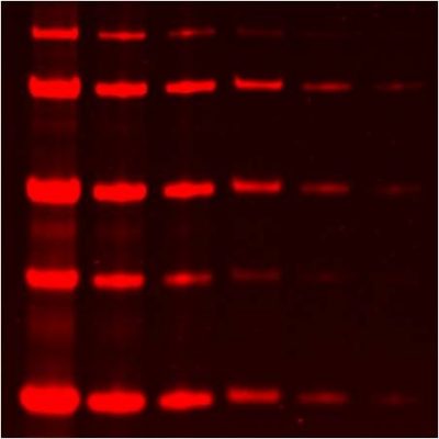 Lumitein™ Protein Gel Stain 1X