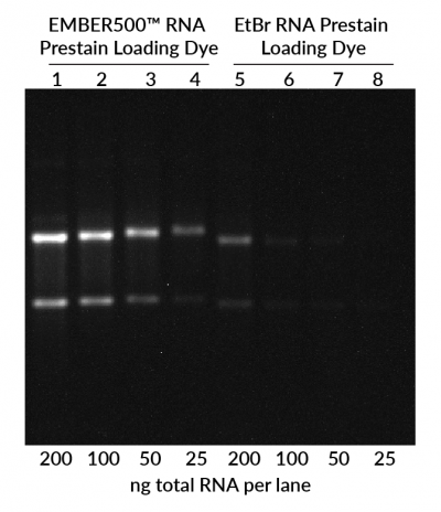 EMBER500™ RNA Prestain Loading Dye