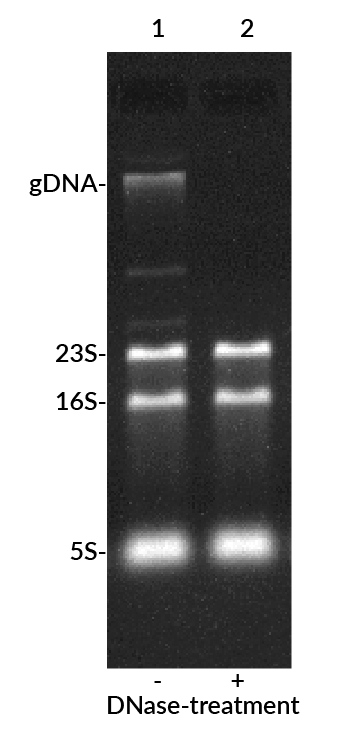 EMBER500™ RNA Prestain Loading Dye