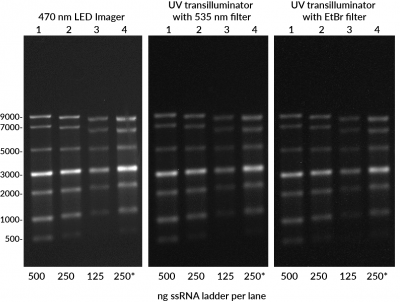 EMBER500™ RNA Prestain Loading Dye