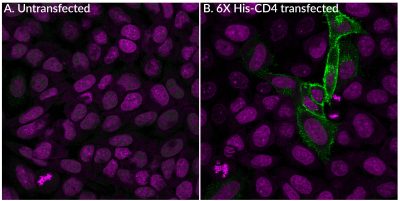 6X His Tag Monoclonal Mouse Antibody