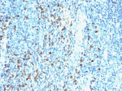 Biotin Monoclonal Mouse Antibody (Hyb8)