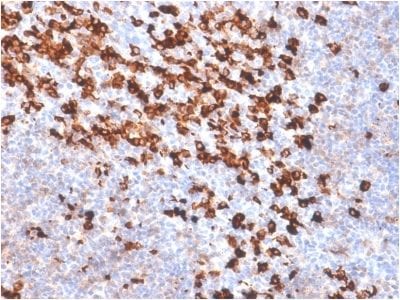 Biotin Recombinant Monoclonal Rabbit Antibody (BTN/2032R)