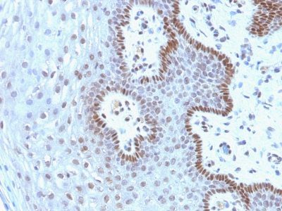 c-Myc (EQKLISEEDL) Monoclonal Mouse Antibody (9E10.3)