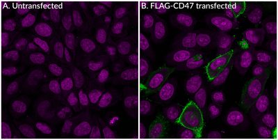 FLAG Tag Polyclonal Rabbit Antibody