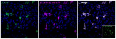 GFP Monoclonal Mouse Antibody (9F9.F9)
