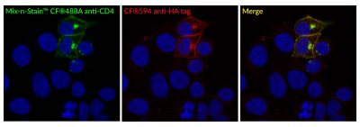 HA (Hemagglutinin Tag) Polyclonal Rabbit Antibody