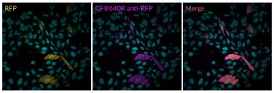 RFP Polyclonal Rabbit Antibody