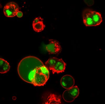 Dual Apoptosis Assay with NucView® 488 Caspase-3 Substrate & Annexin V