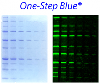 One-Step Blue® Protein Gel Stain